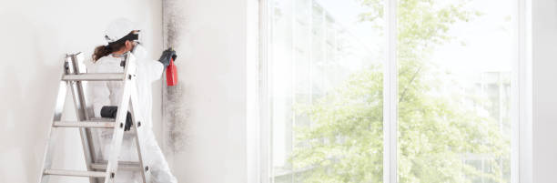 Best Mold Prevention Services  in Hayden, AL